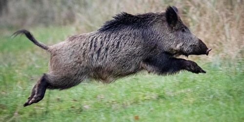 Jägare som sköt kor av misstag frias