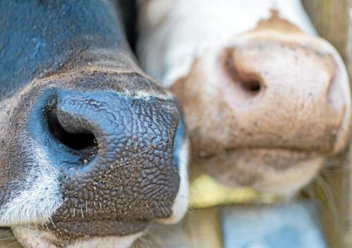 Exekutiv auktion av osåld gård