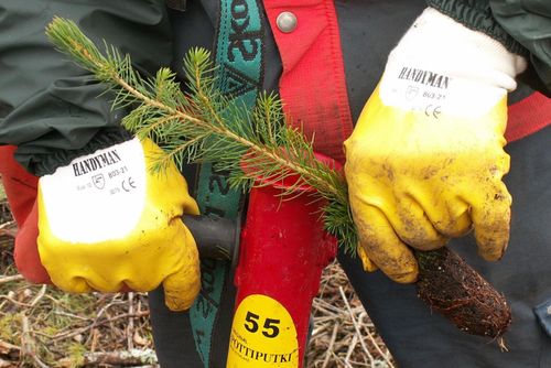Skogsnicke frias igen
