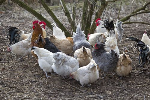 Fjäderfä och andra fåglar ska fortsatt hållas inomhus för att hindra smittspridningen av influensavirus.