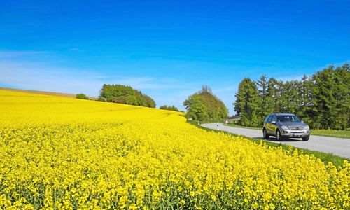 Tyska spannmålsskörden sämre än befarat
