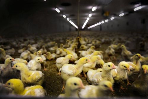 Slättängs gods satsar stort på kyckling