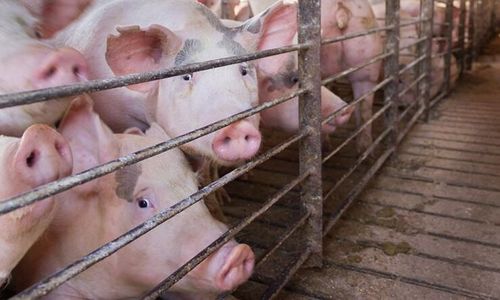 Danskt storslakteri stängs efter virusutbrott