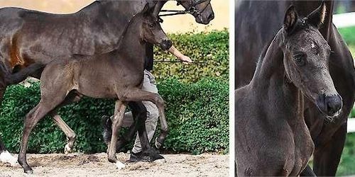 Rekord när dressyrföl såldes