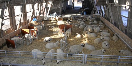 Jordbruksverket: Så fungerar restriktionerna