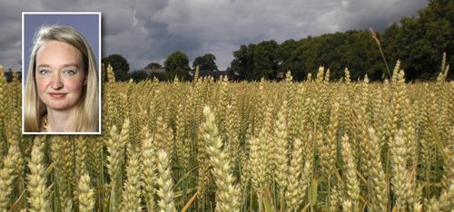 Litet lyft för vetepriset
