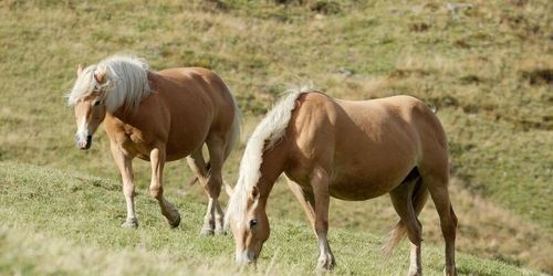 Foderbrist kan tvinga hästar till slakt