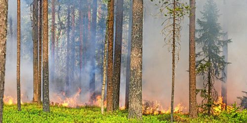 Skogsbruket skapar inte extremväder