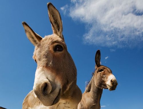 De 45 000 vildhästar och åsnor som hålls under kontrollerade former ska inte avlivas som tidigare sagts.