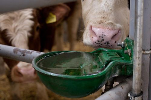 Ingen annan utväg än konkurs