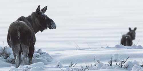 ”Det myllrar av älg”