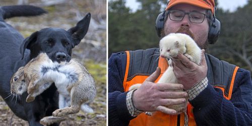 På jakt efter kanin med iller och hund