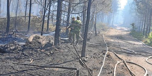 Våg av anlagda bränder drabbar skogsägare