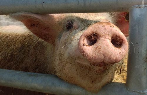 Ny sjukdom upptäckt hos gris