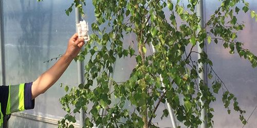 Steklar vakar över björkplantor