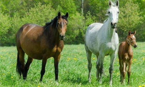 Teknikstrul försenar avelsindex för varmblod
