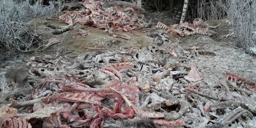 Slaktrester på olaglig tipp