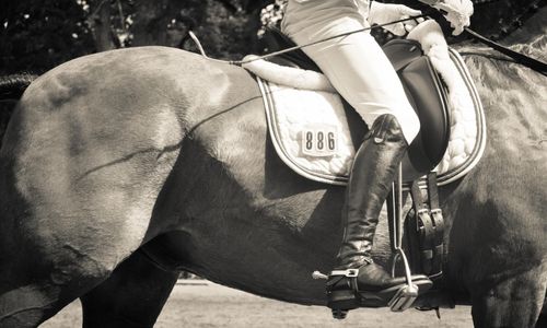 Så började hästinfluensan spridas