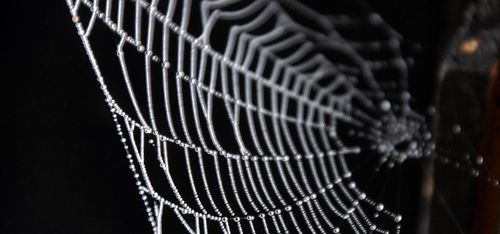 SLU på jakt efter spindelman