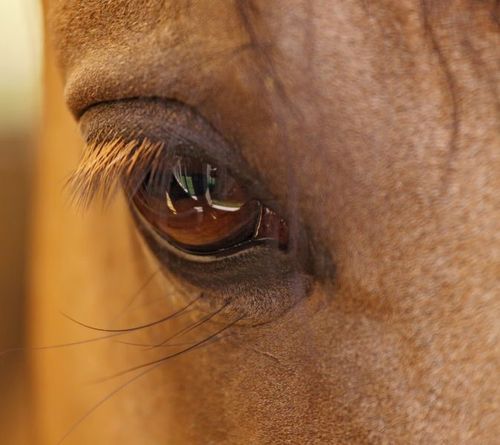 200 djur omhändertogs