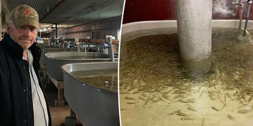 Här odlas abborre och gös på torra land