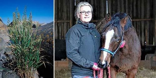 Efter torkan: Rörflen blir strö och foder till hästarna