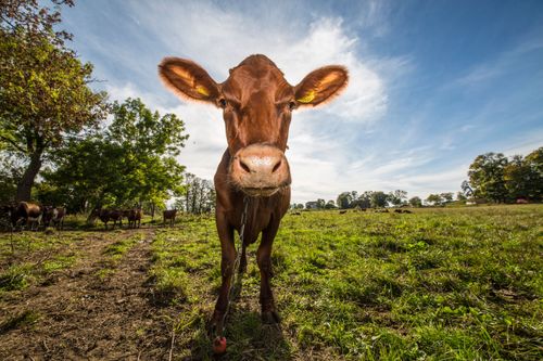 Mjölkbonde ryter till mot Arlas nya regler