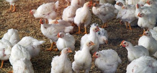 Scandi Standard: Kvalitena sålde av igen