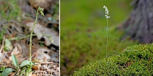 Knärot avbröt avverkning – markägare stämmer staten
