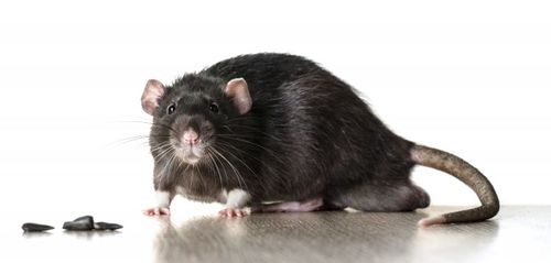 Misstänks för miljöbrott