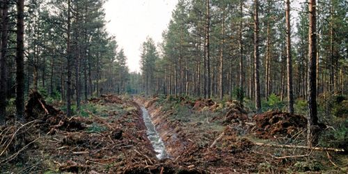 Skogsstyrelsen ska återväta dikade våtmarker