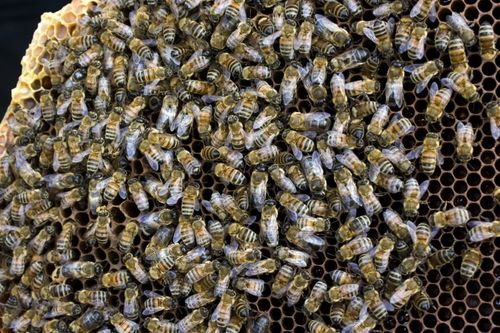 Nya bin med förmåga att städa bort varroakvalster ska nu avlas fram.