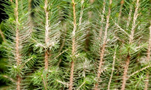 Kemikaliebehandling av skog kan utfasas