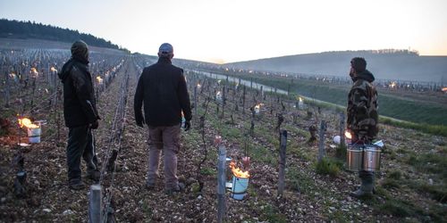 Frostdrabbade lantbrukare vädjar om hjälp