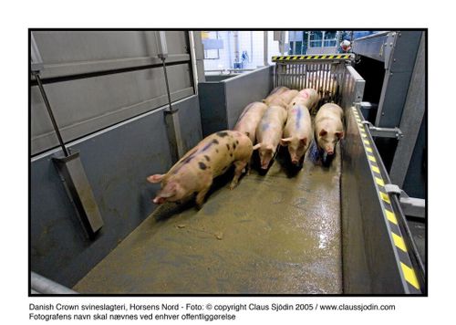 Slakteri stänger nattskiftet