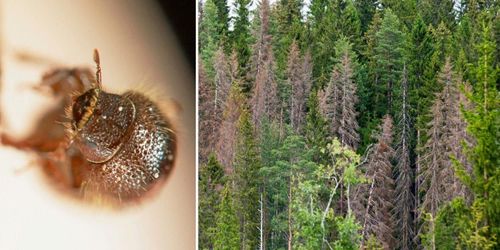 Läget just nu: Färre borrar i fällorna