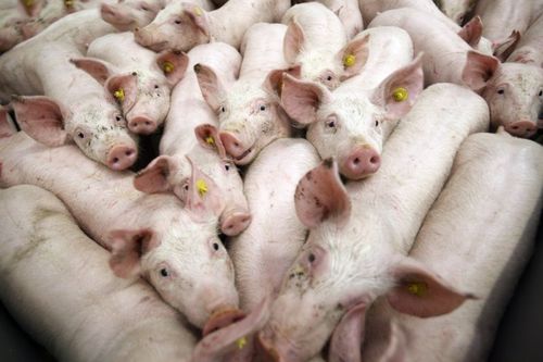 Det börjar bli trångt i stallarna hos danska grisproducenter.