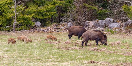 Frustration kring jaktförslag om vildsvin