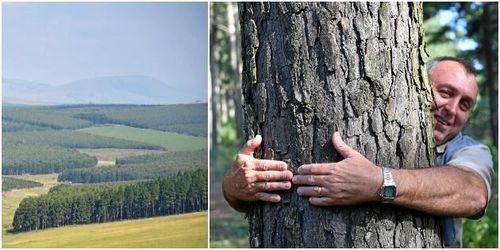 Här växer skogen så det knakar – bokstavligen