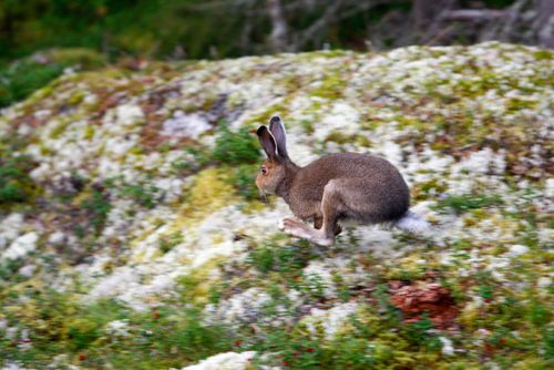 Farlig bakterie i kött