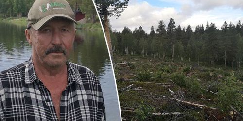 Han döms till kvarts miljon i vite sedan älgen tagit tallen