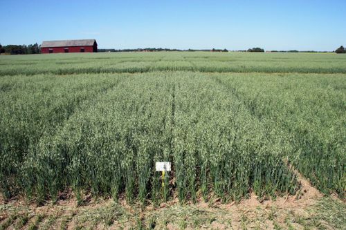 Branschföreningen förvånade över DON-halterna