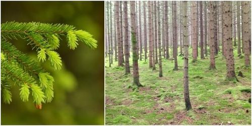 Granen viktigast för både produktion och miljö