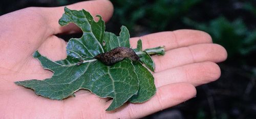 Så stoppar du sniglarna