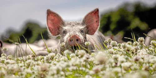 ”Stärk gröna näringarna för ökad hållbarhet”