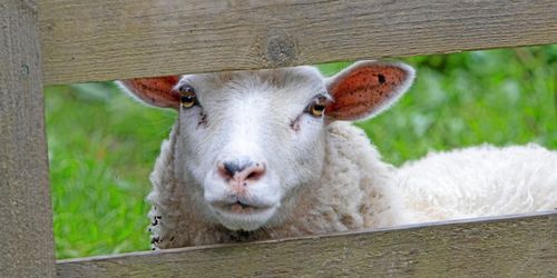 Så skyddar du bäst dina djur mot rovdjursangrepp