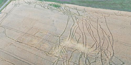 Fältförsök slopas – på grund av vildsvin