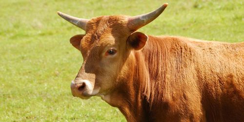 Tjurar mystiskt dödade och tömda på blod