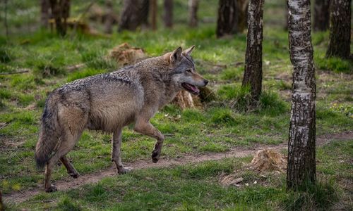 Jakthärvan: Företagsledaren släppt ur häktet