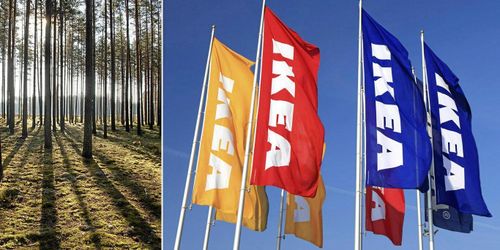 Ikea storägare i Lettlands skogar